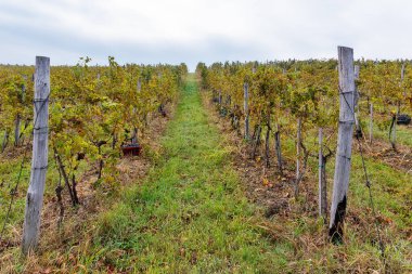 Gül veya kırmızı şarabı üzüm bağlarında hasat etmek için kullanılan olgun siyah ya da mavi Syrah üzümleri.