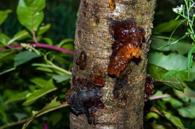 Ağaçtaki güzel reçine
