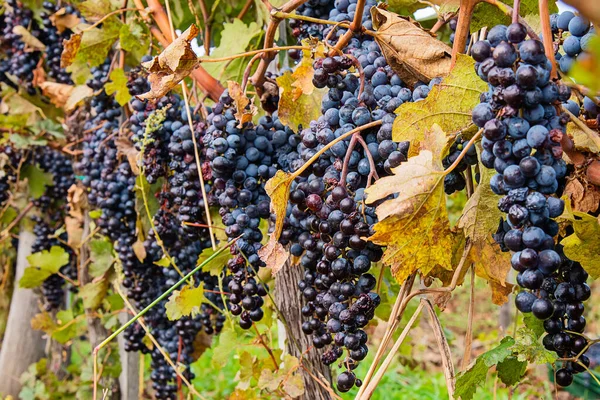 Uvas Maduras Vino Syrah Negras Azules Destinadas Elaboración Rosa Vino — Foto de Stock