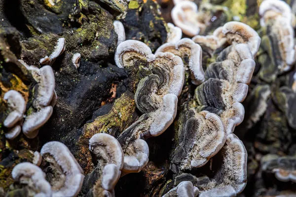 Inedible Hongo Árbol — Foto de Stock