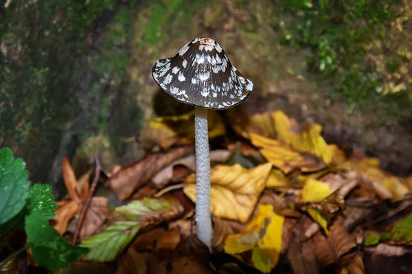 Fungo Magpie Inkcap Coprinopsis Picacea Preto Branco Grande Eclodido Cogumelo — Fotografia de Stock