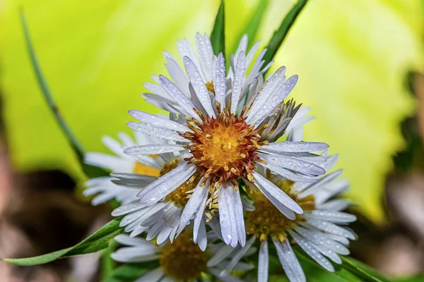 Aster White Flowers Full Bloom Closeup — Stock Photo, Image