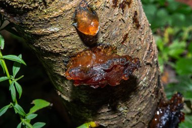 Ağaçtaki güzel reçine