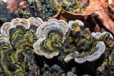 Ağaçtaki mantar mantarı.