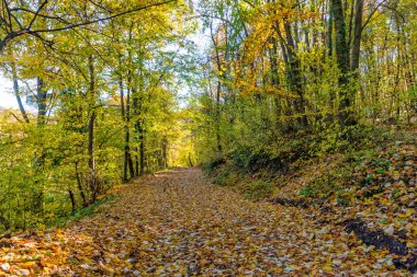 Sonbahar yaprakları, içinden güneş ışınları geçiyor. Fruska Gora 'da sonbahar, Sırbistan ve Voyvodina' da güzel bir orman.