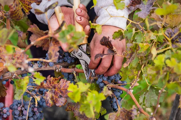 Uvas Cosechando Recogiendo Recolección Uvas Para Elaboración Del Vino Storytelling — Foto de Stock