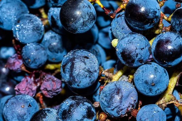 Uvas Maduras Vino Syrah Negras Azules Destinadas Elaboración Rosa Vino — Foto de Stock