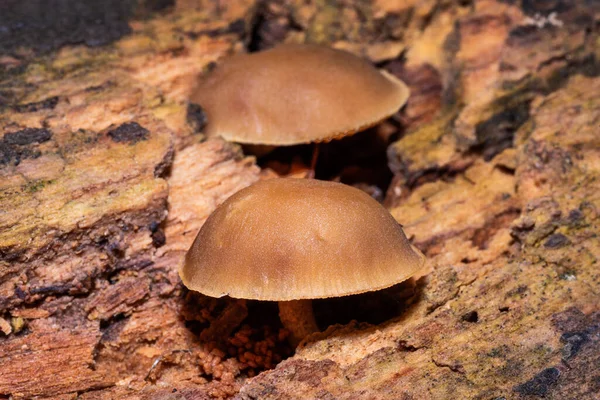 Paseos Por Bosque Busca Setas Setas Venenosas Bosque — Foto de Stock