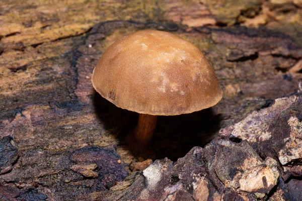 Paseos Por Bosque Busca Setas Setas Venenosas Bosque — Foto de Stock