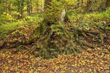 Güzel uzun ağaç ve onun tüneği toprakta görünür. Ormandaki ağaç