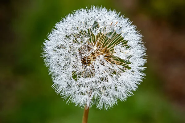 Paardebloem Ochtend Dauw Paardebloem Zaad Met Waterdruppels — Stockfoto