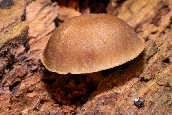 Caminhadas Florestais Busca Cogumelos Cogumelos Venenosos Floresta — Fotografia de Stock