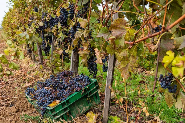 Gül veya kırmızı şarabı üzüm bağlarında hasat etmek için kullanılan olgun siyah ya da mavi Syrah üzümleri.