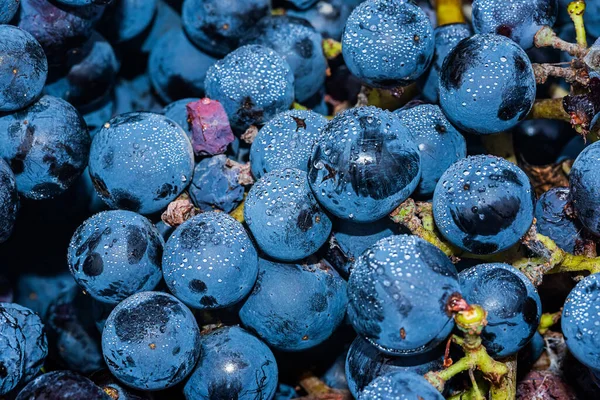 Uvas Maduras Vino Syrah Negras Azules Destinadas Elaboración Rosa Vino — Foto de Stock