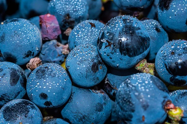 Ripe Black Blue Syrah Wine Grapes Using Making Rose Red — Stock Photo, Image