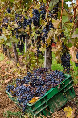 Gül veya kırmızı şarabı üzüm bağlarında hasat etmek için kullanılan olgun siyah ya da mavi Syrah üzümleri.