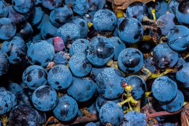 Gül veya kırmızı şarabı üzüm bağlarında hasat etmek için kullanılan olgun siyah ya da mavi Syrah üzümleri.