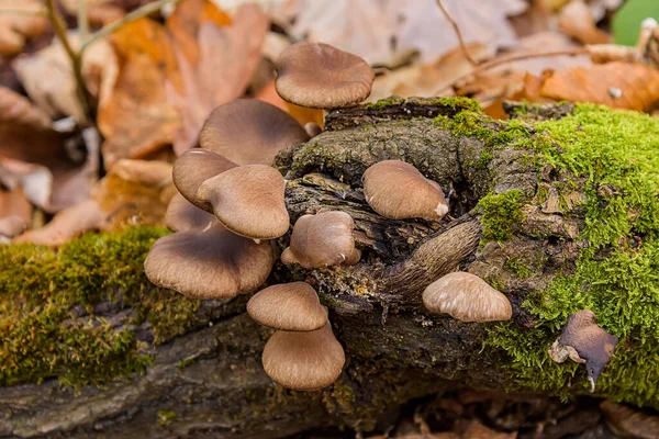 Bos Wandelingen Zoek Naar Paddenstoelen Giftige Paddenstoelen Het Bos — Stockfoto