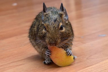 Küçük şirin gri fare Degu yakın plan. Ev hayatı için egzotik bir hayvan. Degu elma yiyor.