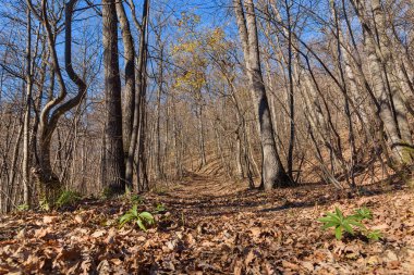 Sonbahar yaprakları, içinden güneş ışınları geçiyor. Fruska Gora 'da sonbahar, Sırbistan ve Voyvodina' da güzel bir orman.