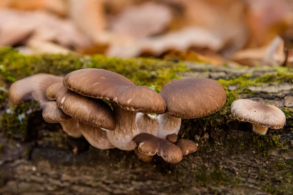 Bos Wandelingen Zoek Naar Paddenstoelen Giftige Paddenstoelen Het Bos — Stockfoto