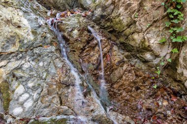 Ormanda küçük bir şelale