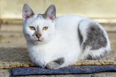 Yerde rahatça uzanan bir kedi..