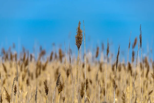 Rietstengels Geel Goudkleurig Het Voorjaar — Stockfoto