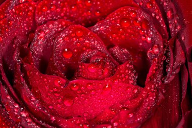 Su damlalı kırmızı gül