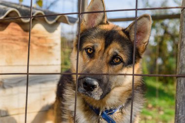 Parmaklıklar ardında bir Alman çoban köpeği portresi