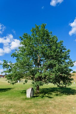 Historical Landmark Remains of Old Oak Tree in Takovo Park