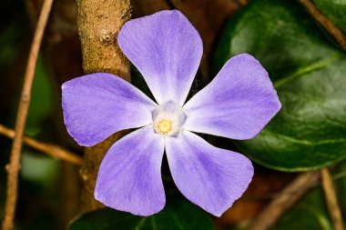 Mavi çiçek sirkesi ya da güneşli bir günde menekşe..