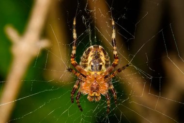 Örümcek ağda. Bahçe çapraz örümceği (Araneus diadematus). 