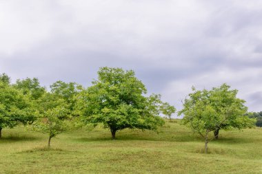 Ağaçta olgun yeşil cevizler. 