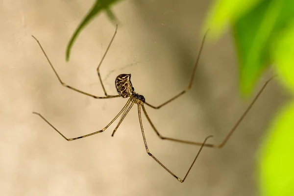 Uzun Gövdeli Mahzen Örümceği Pholcus Fhalangioides — Stok fotoğraf
