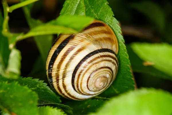 树叶上的蜗牛 — 图库照片