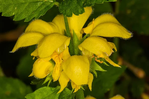 Yellow Archangel Flower Lamium Galeobdolon — Stock Photo, Image