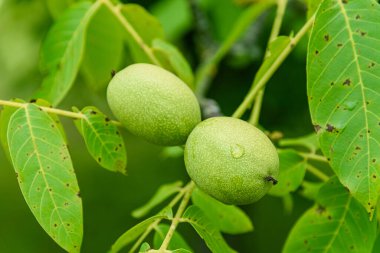 Ağaçta olgun yeşil cevizler. 