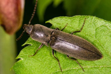 Kahverengi kıllı bir böcek, Athous hemoroidalis 'e yakın çekim..