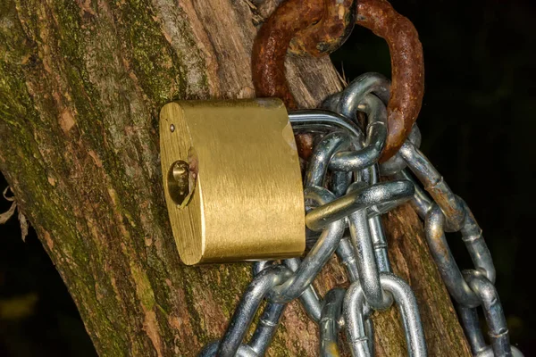 Chained tree, symbolizing the defense of the forests. Environmental concept. Padlock on tree