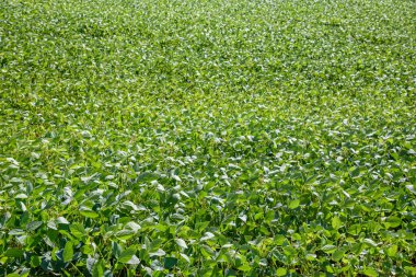 Tarlada yetiştirilmiş soya bitkileri.
