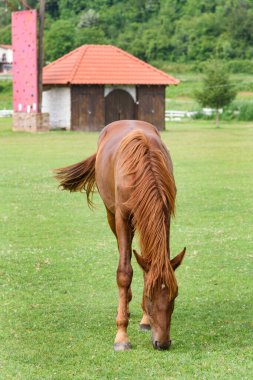 A horse grazes grass on a farm clipart