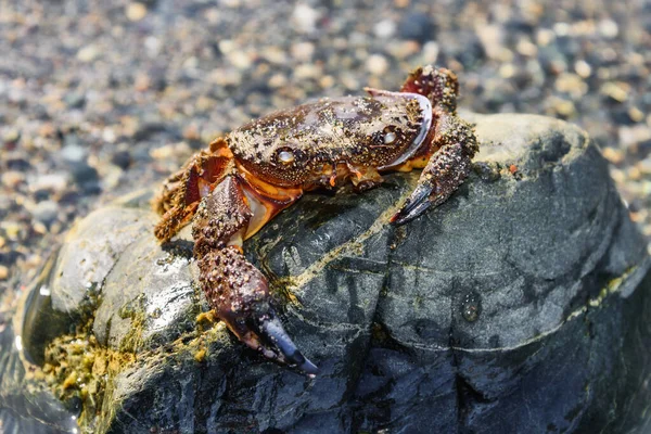 Taşın üzerinde deniz yengeci. Büyük ölü yengeç kapanışı. Denizci bir hayvanın boş kabuğu.