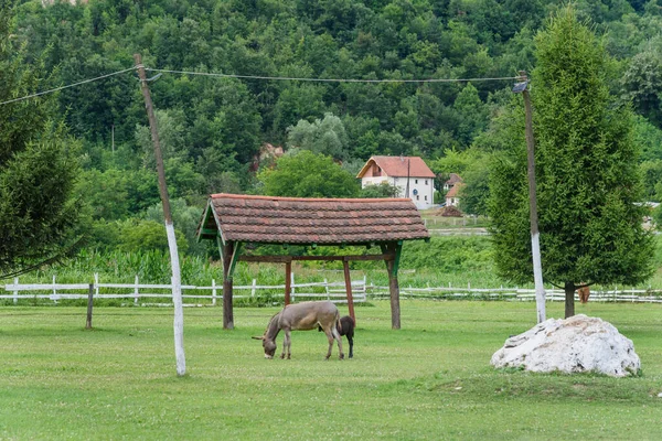 Mother Donkey Her Baby Farm Two Cute Donkeys Field — Stock Photo, Image