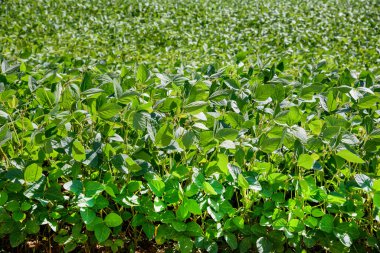 Tarlada yetiştirilmiş soya bitkileri.