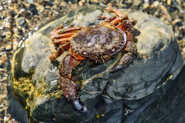 Taşın üzerinde deniz yengeci. Büyük ölü yengeç kapanışı. Denizci bir hayvanın boş kabuğu.