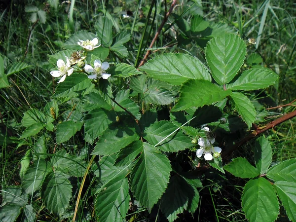 Rubus fruticosus. — Stock Photo, Image
