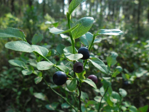 Bilberrry (Vaccinium myrtillus). — Stock Photo, Image