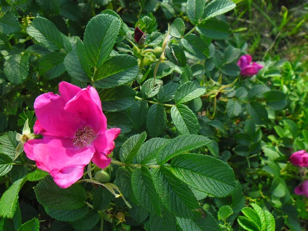 Rosafarbener Rugosa. — Stockfoto