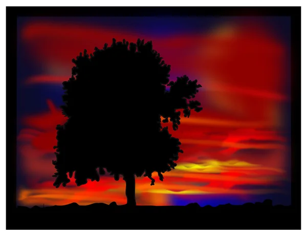 Träd på kvällen. — Stockfoto